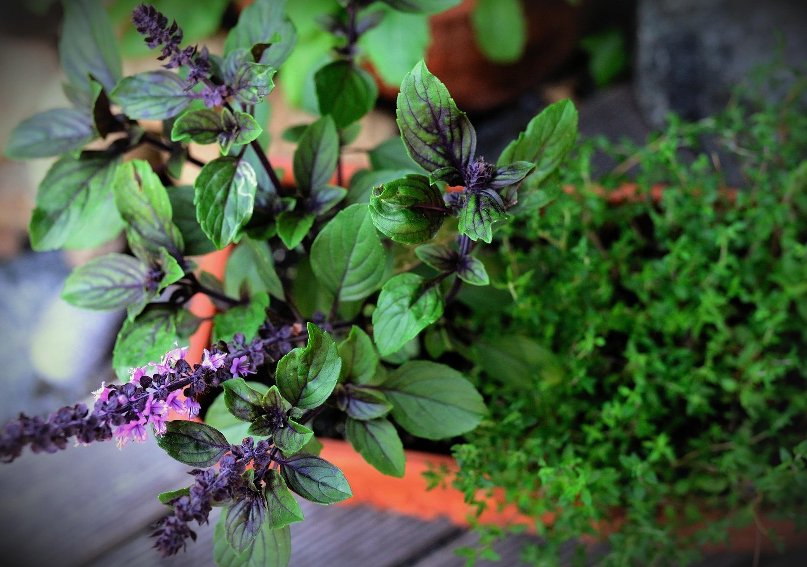 Horta na Janela: O Guia Definitivo para Cultivar Ervas Aromáticas em Apartamentos