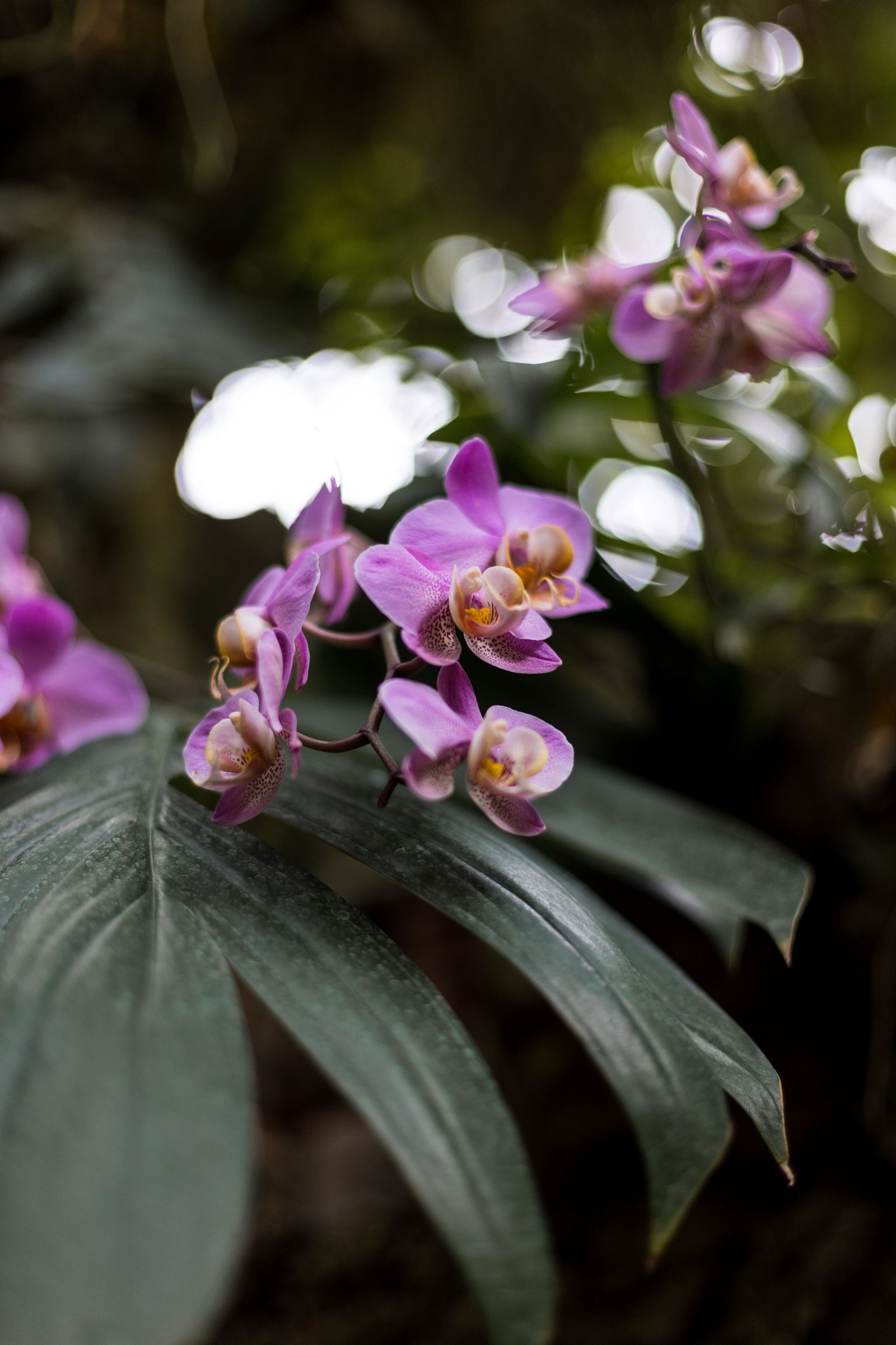 Guia Completo e Afetuoso: Como Cuidar de Orquídeas sem Medo e Garantir um Florescimento Incrível